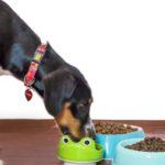 Le Migliori Crocchette per cani del 2024 - Confronti e Recensioni delle crocchette per cani
