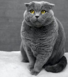 cibo-umido-per-gatti_gatto-in-sovrappeso