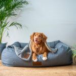 Il miglior divano per cani del 2024 - Confronti e recensioni dei divani per cani