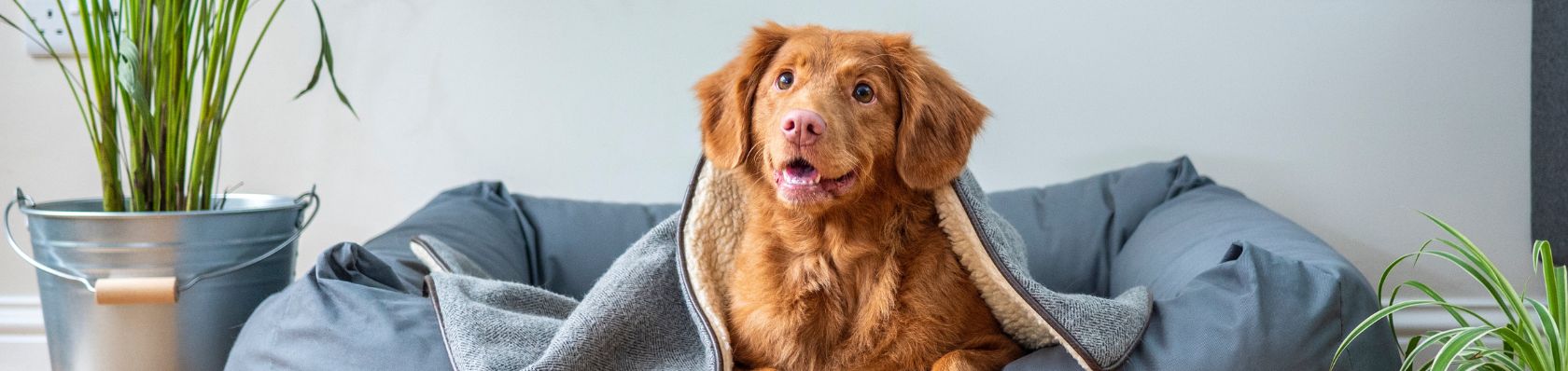 Il miglior divano per cani del 2023 – Confronti e recensioni dei divani per cani