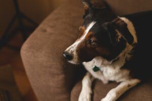 Un divano per cani è solitamente è realizzato con materiali pensati per non irritare la pelle del tuo cucciolo